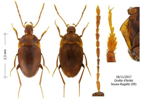 Réf. 333 085 : Speonomus stygius stygius